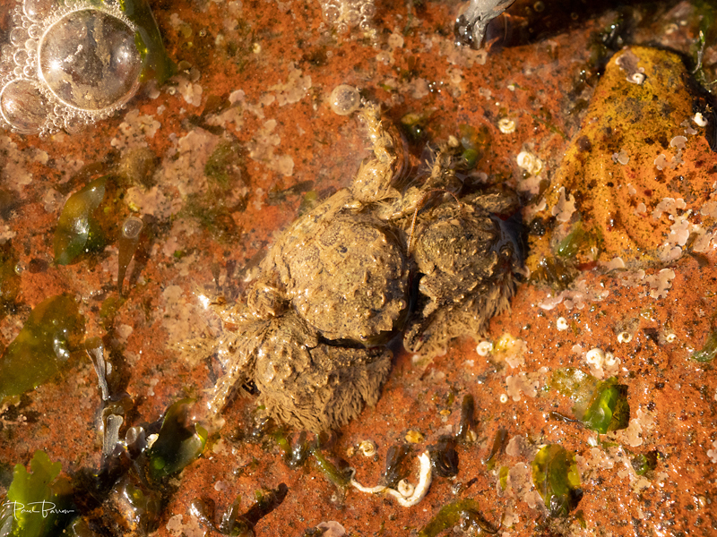 Broad-clawed Porcelain Crab (Porcellana platycheles).2 